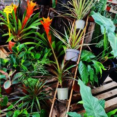 Plantes vertes et plantes d'intérieur