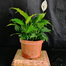 spathipyllum en pot de 21cm fleur de lune