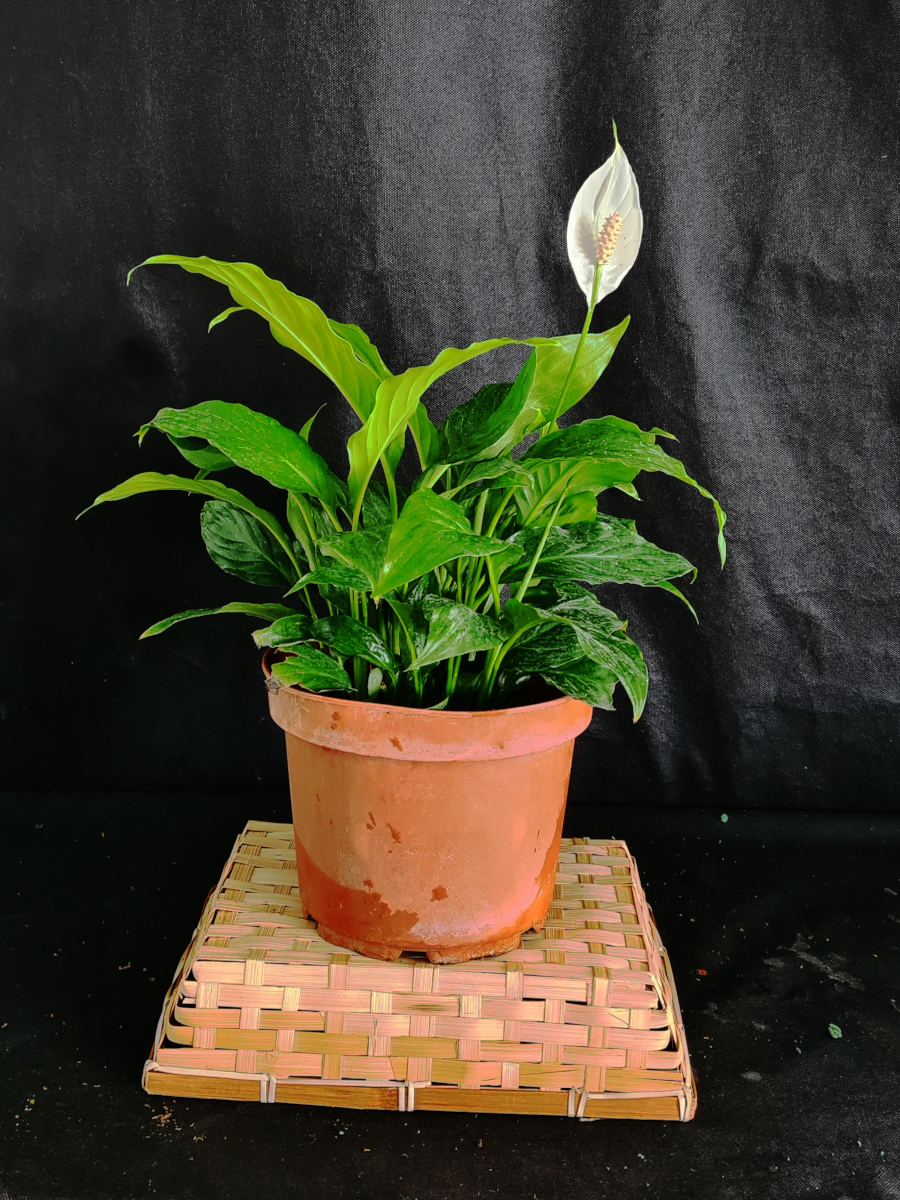 Spathiphyllum en pot de 21cm - Les serres de Chadignac