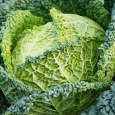 Chou vert de Milan bio