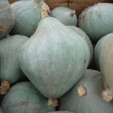 Courge Blue Ballet bio