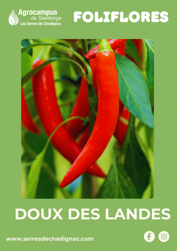 Plant de piment Long Doux des Landes certifié bio, une variété appréciée pour ses longs fruits fins (jusqu’à 20–25 cm), vert brillant virant au rouge.