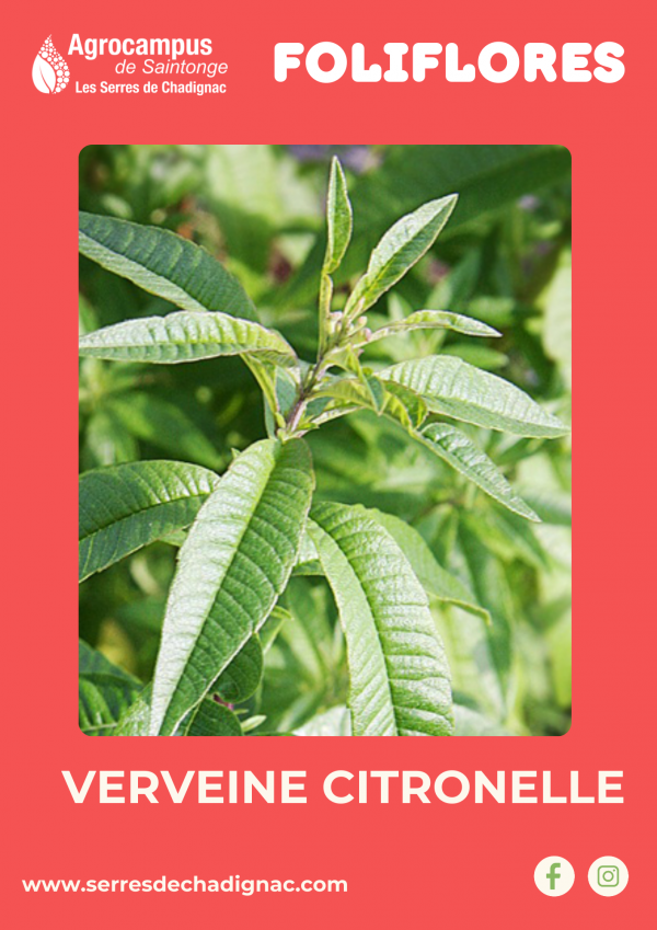 Verveine citronnelle certifiée bio, une plante aromatique aux longues feuilles délicatement parfumées, idéales pour des infusions apaisantes.