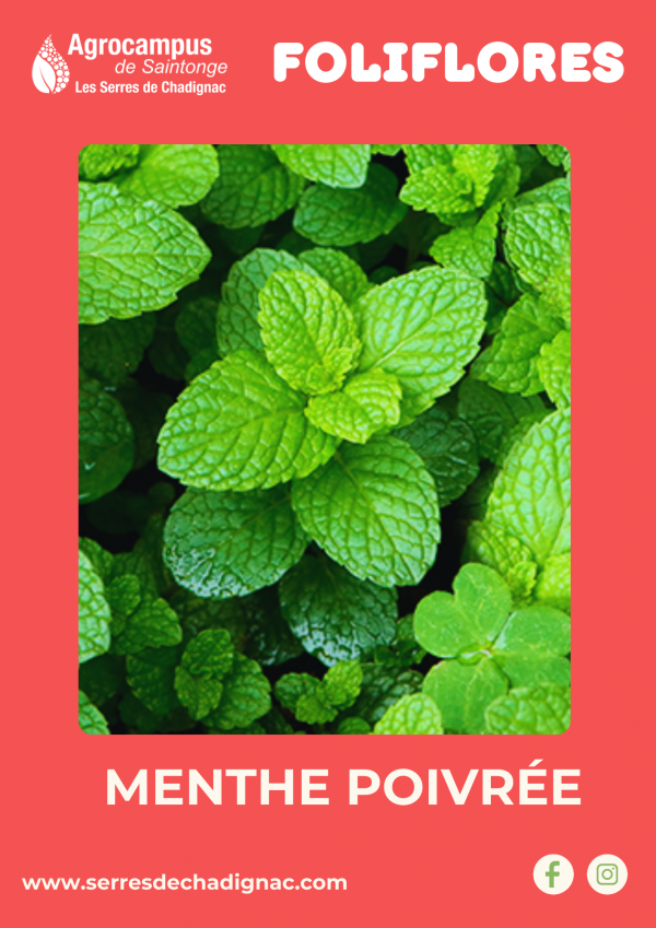 Menthe poivrée certifiée bio, une variété très aromatique au goût intense, frais et légèrement piquant, idéale pour les infusions, sirops, desserts etc.