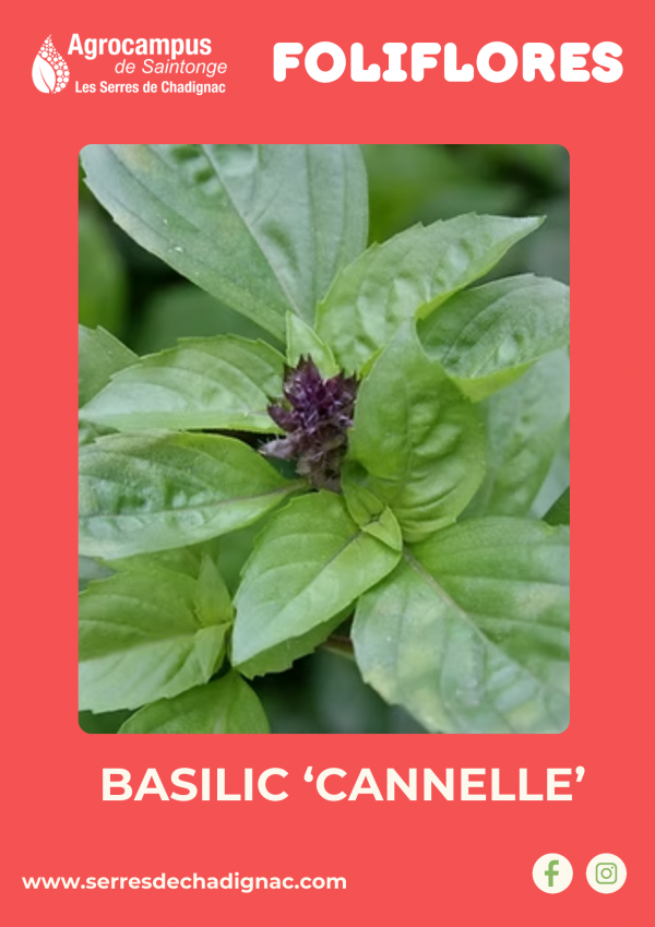 Basilic 'Cannelle' certifié bio, une variété originale au parfum doux mêlant les arômes classiques du basilic à des notes chaudes et épicées de cannelle. Parfait pour apporter une touche surprenante à vos salades, desserts, infusions, ou plats exotiques.