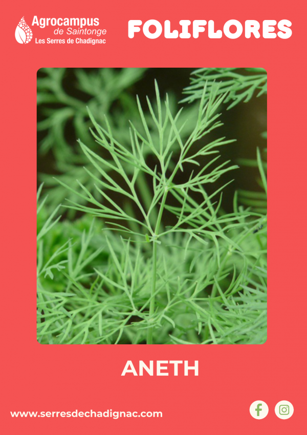 Aneth certifiée bio, une plante aromatique fine et parfumée, idéale pour accompagner poissons, marinades, pickles, salades et sauces.