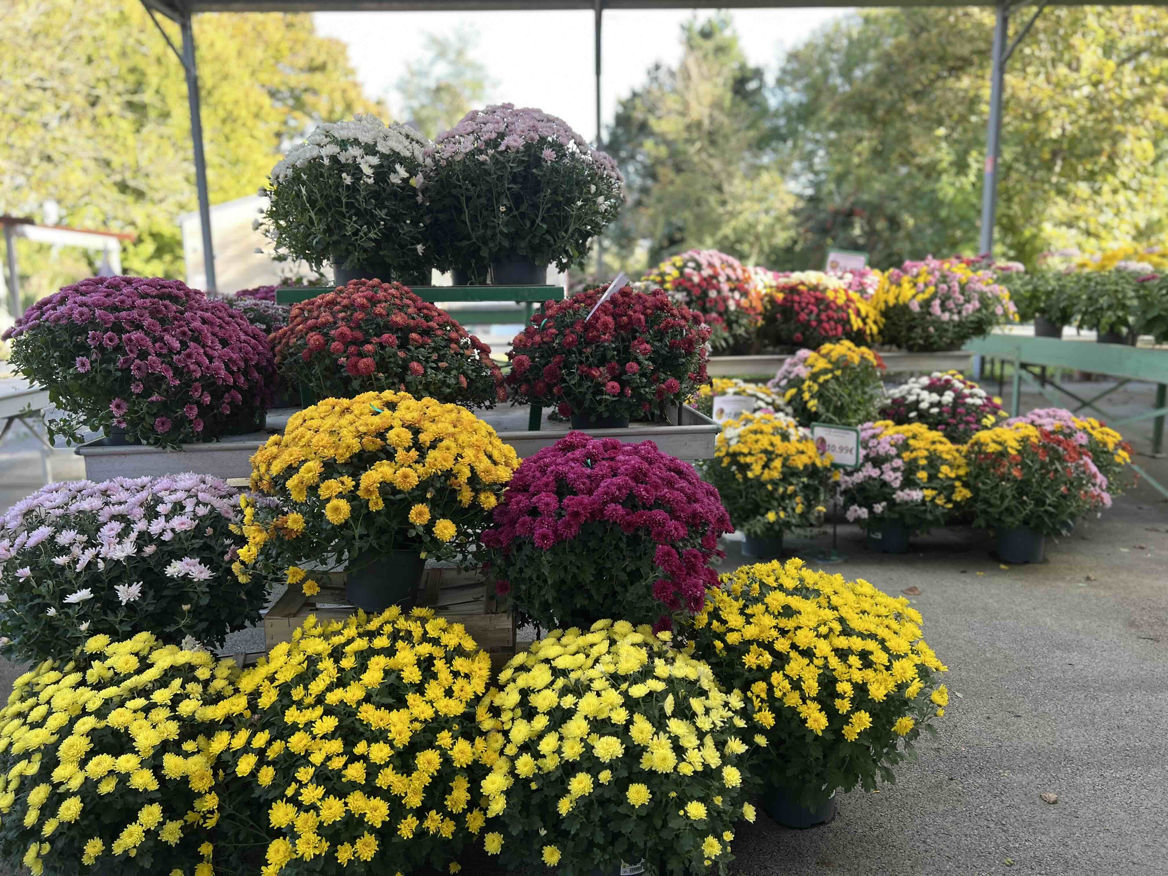 Chrysanthèmes